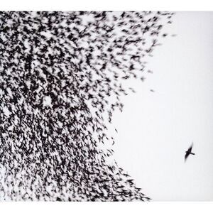 Wilco - Sky Blue Sky  CD